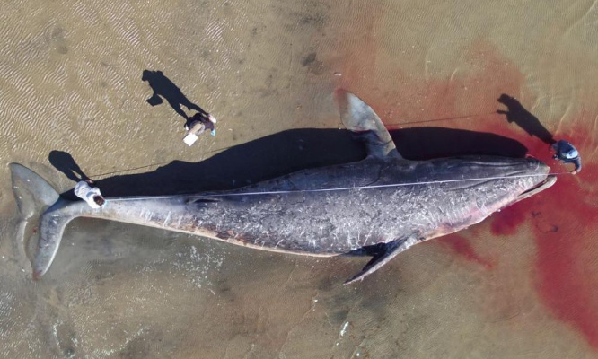 Ensemble mettons fin à la pêche intensive et la pollution des eaux