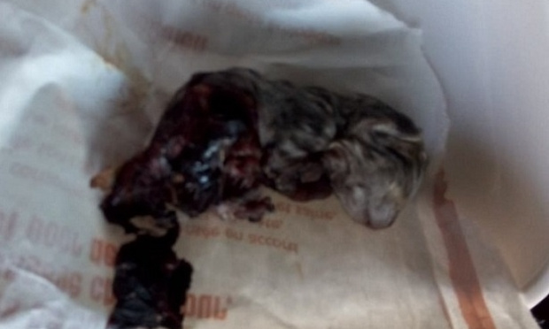 Pour la stérilisation des chats errants