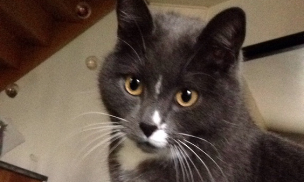 Que sont devenus nos chats ?