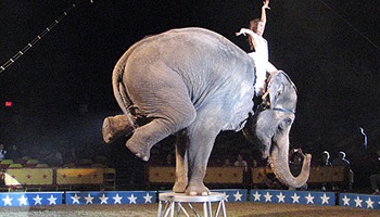 Éléphants dans les cirques, stressés et emprisonnés