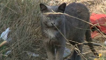 Pour ne plus voir de chats abandonnés, prenons les choses en main