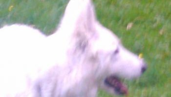 Non aux pesticides à côté des habitations : les animaux en danger !