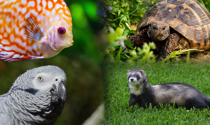 Sauvons les nacs, non à la liste positive en son état actuel