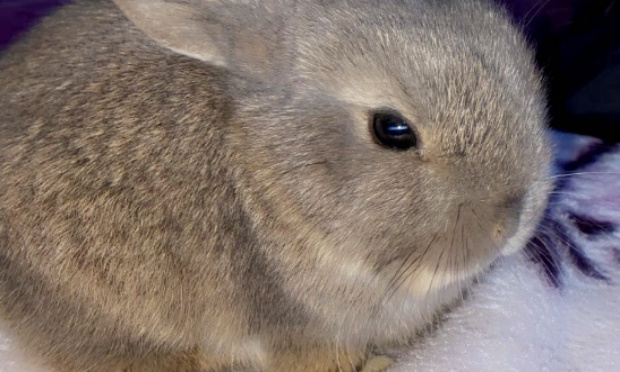 Justice pour Kenaï - Non à la maltraitance animale envers les animaux