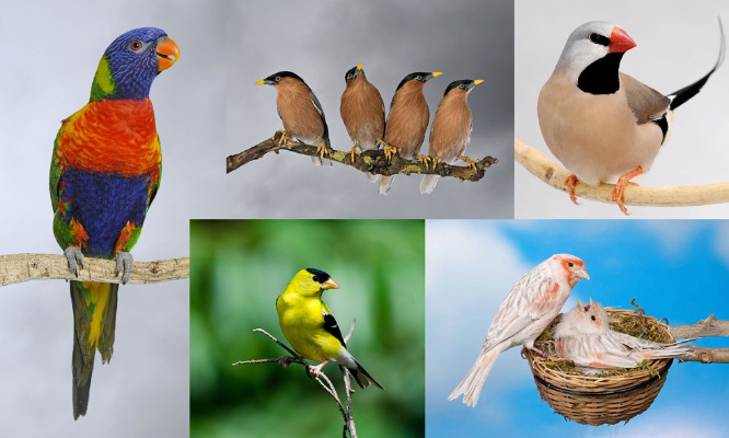 Laissez-nous la liberté de choisir notre animal de compagnie