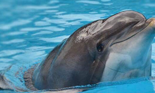 BOYCOTTONS LE PARC ASTÉRIX SUITE À L’EUTHANASIE DE FEMKE !