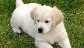 Stop à la reproduction en lignée des chiens de races : dissimulation de consanguinité canine