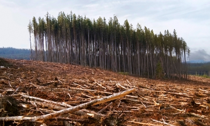 Stop à l'abattage de la forêt