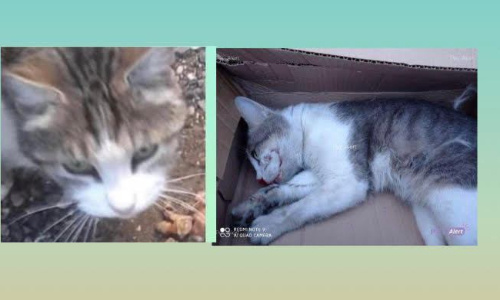 Il faut sauver les chats de la RD 140 !