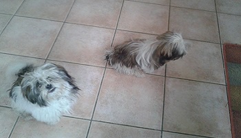 Rendez-moi mes chiens !