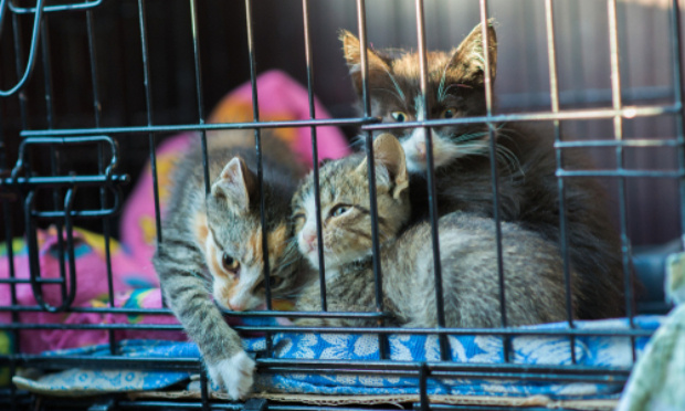 Pétition contre vente de chats/chiens dans des cages ridiculement petites où l’on en voit une tristesse sur leur tête