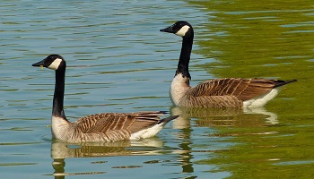 Stop au massacre des oies bernache