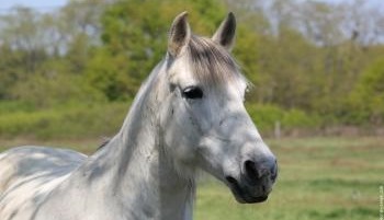 Stop au massacre de chevaux pour notre santé !