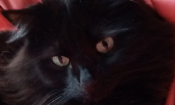 Alerte villes dont les chats disparaissent, contactez-moi !