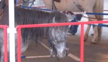 Halte aux animaux petits ou grands sur les foires foraines !