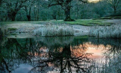 Herbeplanting van 85 Canadapopulieren - Replantation de 85 Peupliers du Canada - dédommagement pour les dégâts occasionnés par le surdosage de prescriptions médicamenteuses - vergoeding voor schade veroorzaakt door overdosering van geneesmiddelen.