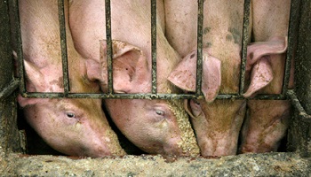 Le périssable, c'est bon pour les cochons : recyclons !