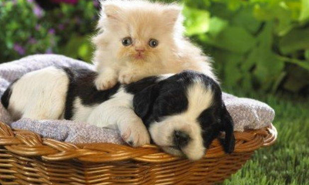 Honte à l'UDI qui a voté contre la loi en faveur des animaux et de la zoophilie : ils nous doivent des explications