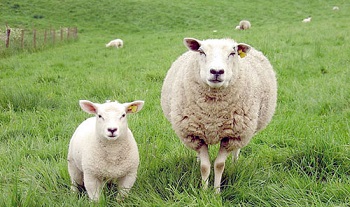 Justice pour la brebis de Odos