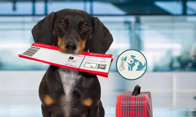 AIR FRANCE freine délibérément le rapatriement des animaux des DROM (départements et régions d'outre-mer) sauvés par les associations.