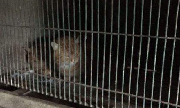 S.O.S CHATS DANS DES CLAPIERS