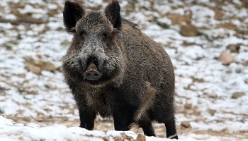 Aidons Alain et Louisette dans leur combat pour garder Marcelle leur sanglier !