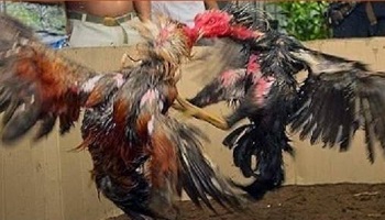 Non au combat de coqs des 16 et 17 août à Saint Amand les Eaux