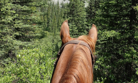 CHASSE - Les cavaliers ne veulent plus avoir peur !