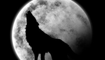 Chasse honteuse au loup : exigeons la démission de Ségolène Royal !