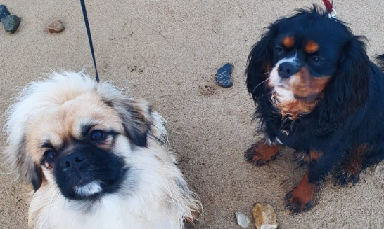 Des espaces où se dégourdir les pattes pour les chiens d'Orléans