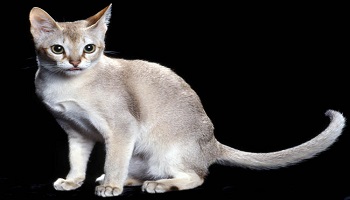 Sauvez quatre chats rarissimes