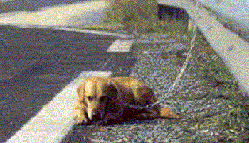 Arrêtons les abandons d'animaux domestiques