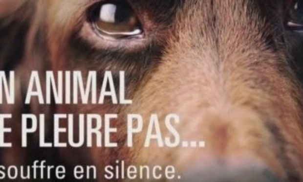 Stop à la maltraitance animale