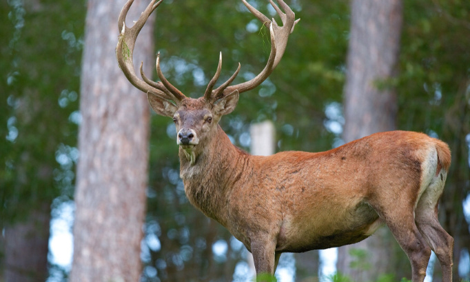 Couvre feu obligatoire pour les chasseurs d’Indre et Loire