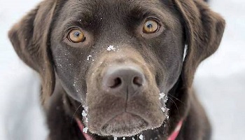Non à l'exploitation des animaux !