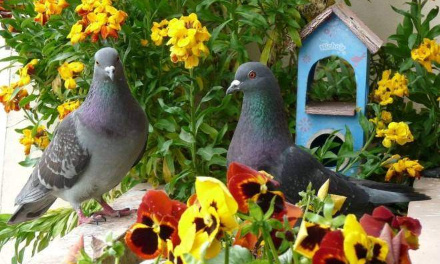 Stop au carnage des pigeons à Assé-le-Bérenger !
