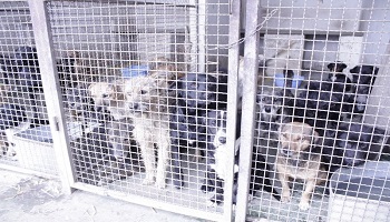 Projet de loi pour une lutte efficace contre les abandons