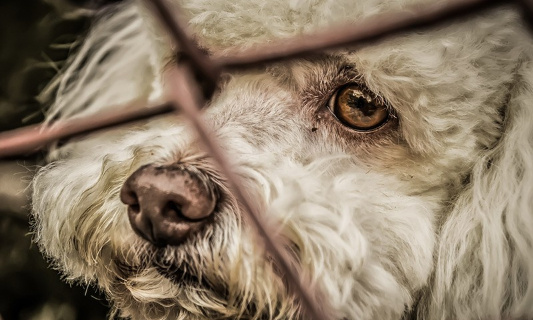 Maltraitance animale : que les peines soient plus fortes