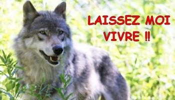 Non à l'abattage du loup dans la Meuse