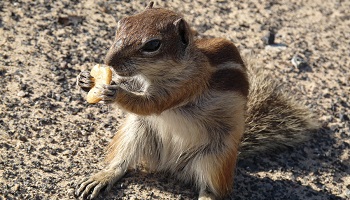 Pour un ministère des droits des animaux