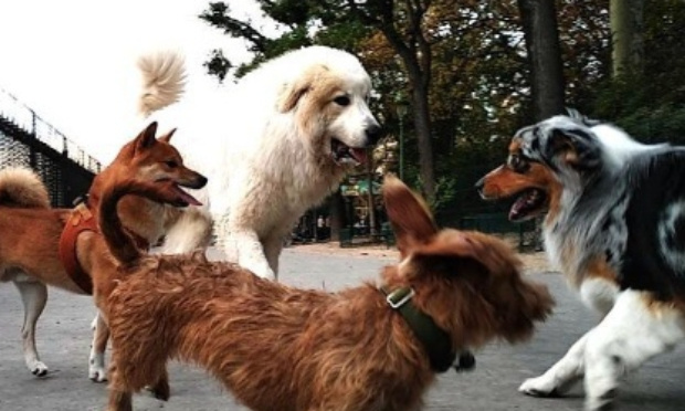 Création d'un Parc Canin