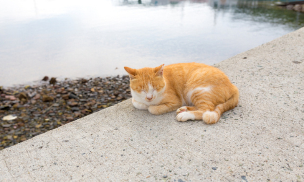 AIDER LES CHATS ERRANTS, ILS PARTAGENT NOTRE PLANETE AUSSI ! IL FAUT SE METTRE UN PEU A LEUR PLACE !
