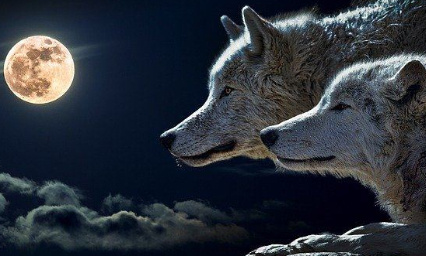 Yes,we accept the challence to save the Wolfs.