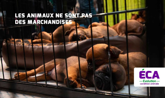 Paris ne doit plus accueillir des salons et expositions ventes d'animaux vivants