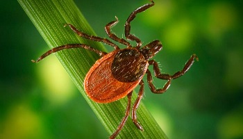 Borréliose de Lyme : soutien à Bernard.C et Viviane.S, traduits devant le tribunal de Strasbourg !
