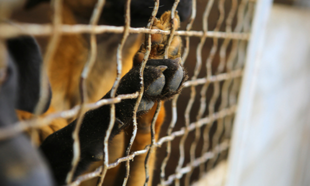 Sauver les chiens de Mayotte