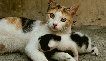 Stérilisation des chatons et chats d’élevages vendus pour la compagnie !