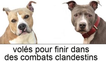 Stop aux vols de chiens à la S.P.A de Gennevilliers !