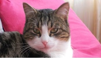 Le chat Hiro doit rester avec sa famille