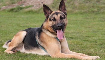 Les animaux sont des êtres vivants à respecter !